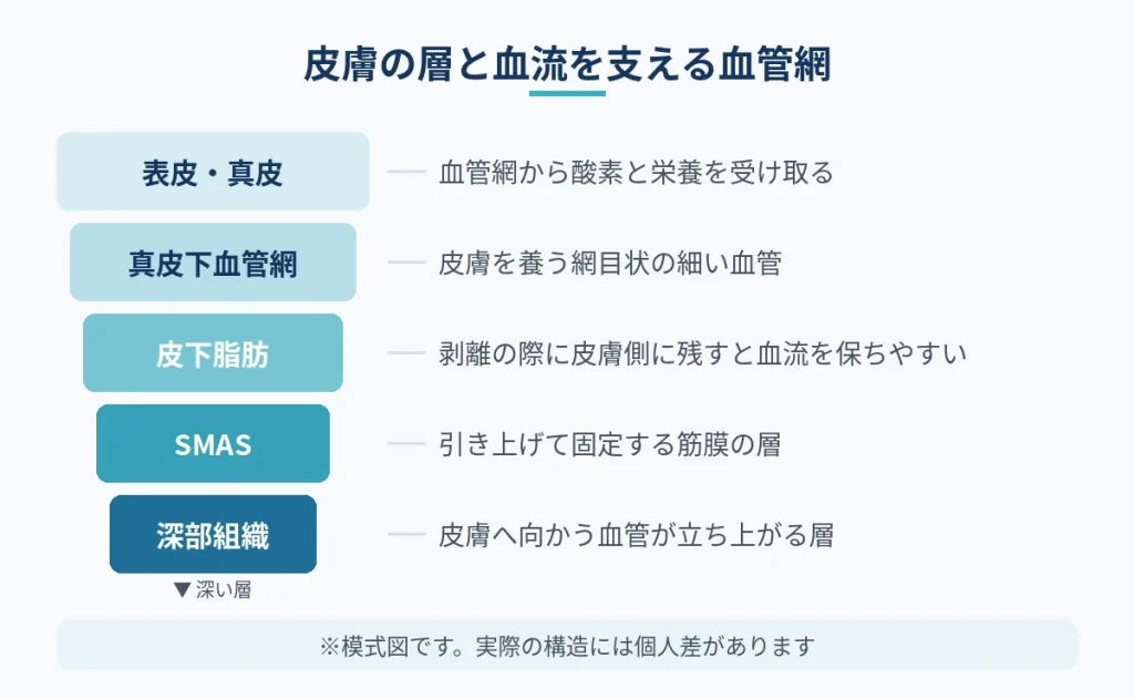 顔の皮膚から深部までの層と真皮下血管網の位置を示した図